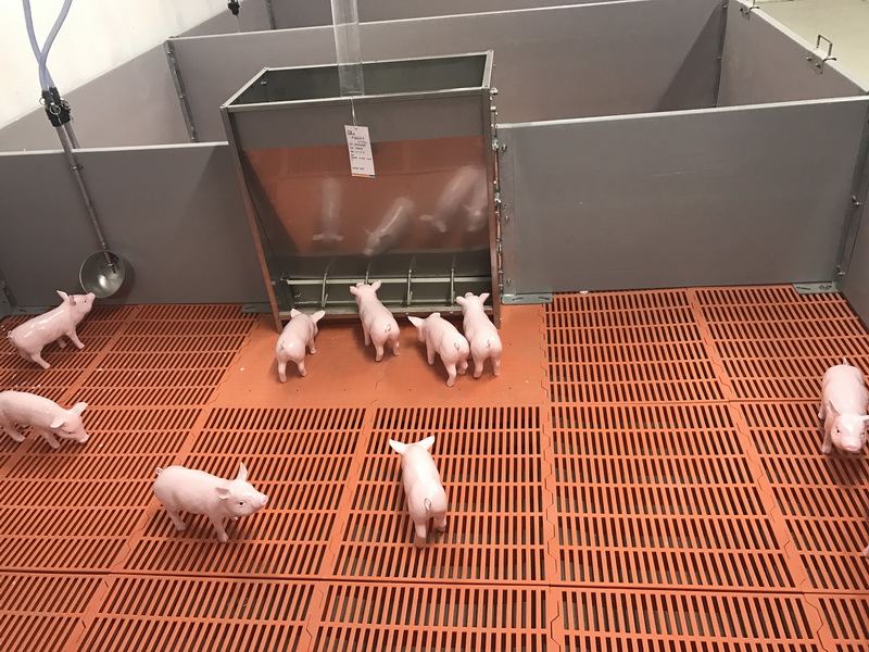 养猪设备进口案例